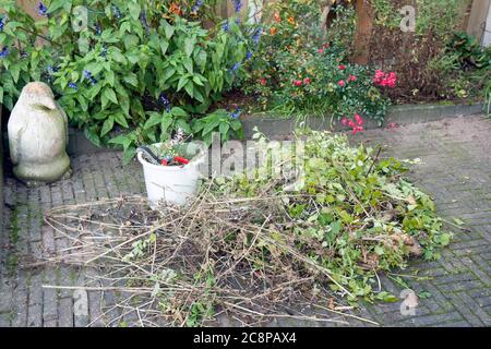 Seau avec outils de jardinage et pile de déchets d'élagage dans la cour Banque D'Images