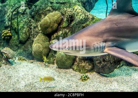 Le requin, l'aquarium des requins, l'Aquarium d'Albuquerque, Nouveau Mexique, USA Banque D'Images