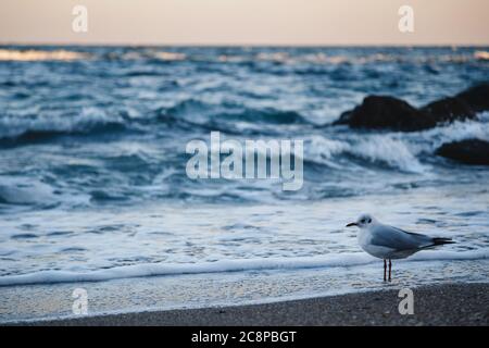 Mouette sur la plage de sable qui donne sur l'océan. Lumière du soir. Banque D'Images