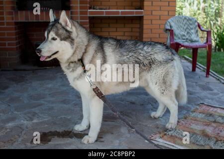 un chien husky près de la maison grise Banque D'Images