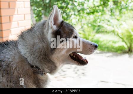 un chien husky près de la maison grise Banque D'Images