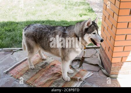 un chien husky près de la maison grise Banque D'Images