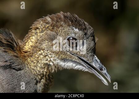 Gros plan de chitam inhambu, Cryptorellus tataupa, oiseau de forêt atlantique au Brésil Banque D'Images