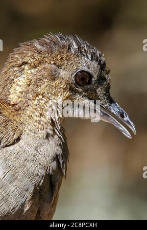 Gros plan de chitam inhambu, Cryptorellus tataupa, oiseau de forêt atlantique au Brésil Banque D'Images