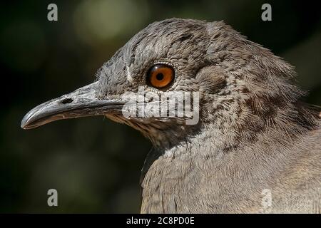 Gros plan de chitam inhambu, Cryptorellus tataupa, oiseau de forêt atlantique au Brésil Banque D'Images