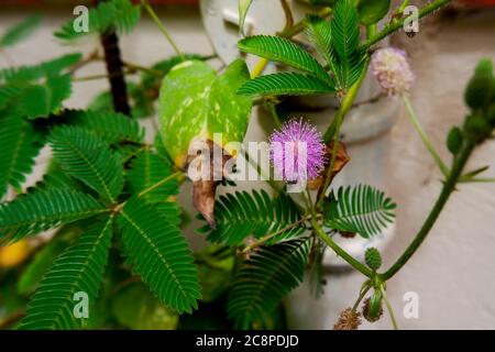 Un gros plan de Mimosa pudica (ne me touchez pas) feuilles et bourgeons de plantes de fleurs Banque D'Images