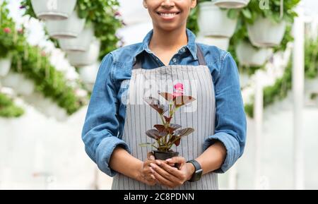 Travaux de printemps et de serre. Fille afro-américaine tenant pot de fleur Banque D'Images