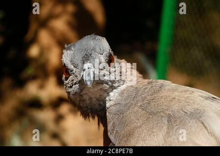 Gros plan de chitam inhambu, Cryptorellus tataupa, oiseau brésilien de la forêt atlantique Banque D'Images