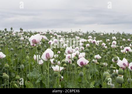 des coquelicots en fleurs dans un champ avec des têtes de coquelicots détail, république tchèque Banque D'Images