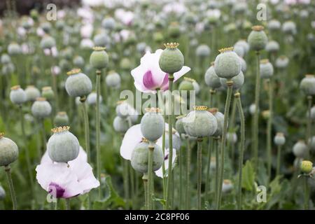 des coquelicots en fleurs dans un champ avec des têtes de coquelicots détail, république tchèque Banque D'Images