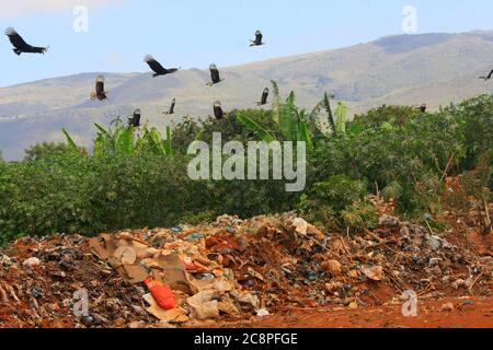 Vautour survolant les ordures dans la campagne de l'état de Minas Gerais au Brésil Banque D'Images