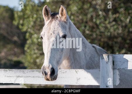 Tête d'un cheval de ferme gris qui colle sur la clôture Banque D'Images