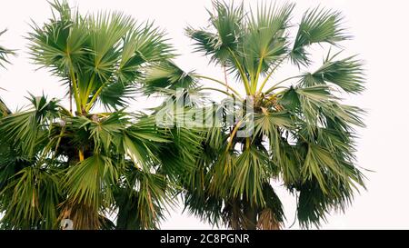 Tal gach. Nom anglais: Palmyra-Palm, Brab Tree. Habitat :Borassus flabellifer Banque D'Images