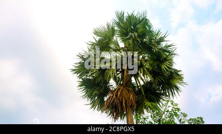 Tal gach. Nom anglais: Palmyra-Palm, Brab Tree. Habitat :Borassus flabellifer. Banque D'Images