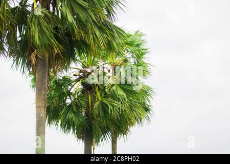 Tal gach. Nom anglais: Palmyra-Palm, Brab Tree. Habitat :Borassus flabellifer. Banque D'Images