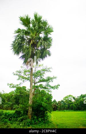 Tal gach. Nom anglais: Palmyra-Palm, Brab Tree. Habitat :Borassus flabellifer. Banque D'Images