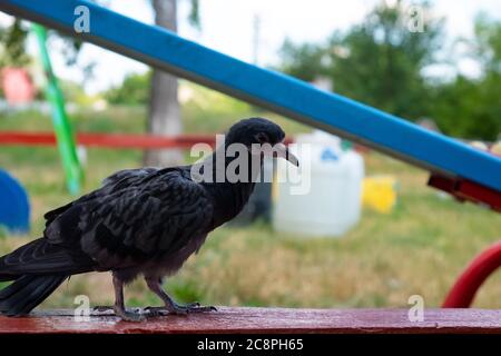 pigeon. oiseau solitaire assis sur un banc. Banque D'Images