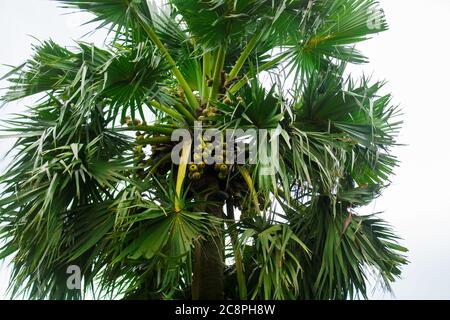 Tal gach. Nom anglais: Palmyra-Palm, Brab Tree. Habitat :Borassus flabellifer. Banque D'Images