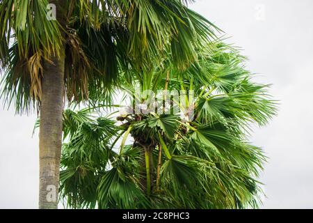 Tal gach. Nom anglais: Palmyra-Palm, Brab Tree. Habitat :Borassus flabellifer. Banque D'Images