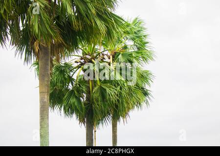 Tal gach. Nom anglais: Palmyra-Palm, Brab Tree. Habitat :Borassus flabellifer. Banque D'Images