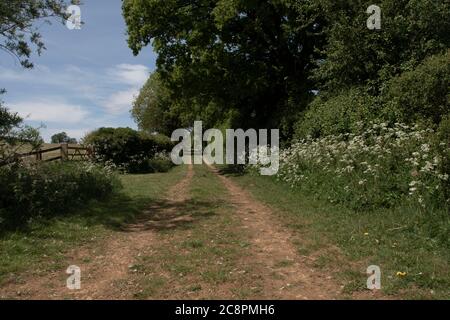 Une vue sur une ruelle de campagne anglaise au milieu de l'été, avec des arbres, hedgerow, des fleurs sauvages et des champs. Il y a une clôture en bois avec une porte sur la gauche. Banque D'Images