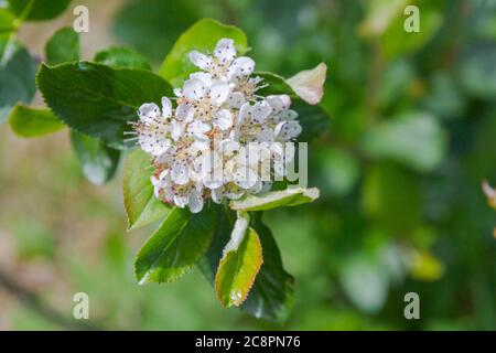 Fleurs blanches d'un Bush fleuri de cendres de montagne à fruits noirs en été Banque D'Images