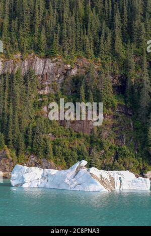 Flotteurs de glace brisant les glaciers en mer d'Alaska, aux États-Unis avec des arbres en arrière-plan Banque D'Images