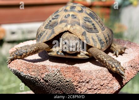 Gros plan sur le réchauffement de la tortue au soleil. Banque D'Images