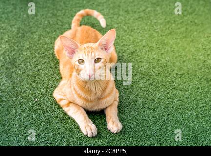 Chat rouge oriental avec de grandes oreilles, des yeux clairs et un long nez sur le tapis vert. Banque D'Images