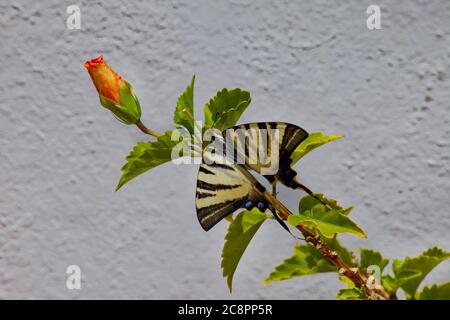 Papillon à queue d'allowtail . Mur blanchi à la chaux en arrière-plan. Papillon tigre rayé sur la plante Hibiscus. Image de stock. Banque D'Images