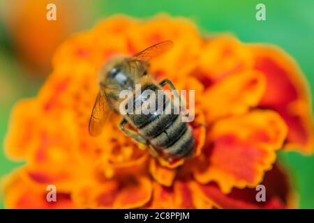 Gros plan d'abeille sur un marigot français de fleur d'orange, Tagetes patula Banque D'Images