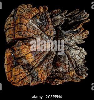 Coupes transversales de vieux défenses marines du côté de la mer du Nord de la tête de sursaut. Banque D'Images