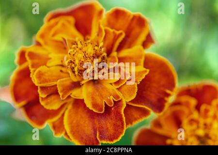Gros plan de la fleur d'orange marigold français, Tagetes patula Banque D'Images