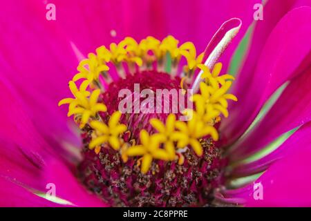 Macro de la fleur de zinnia en fleur, Zinnia-elegans Banque D'Images