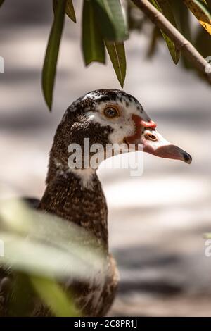 Canard à travers les arbres dans le Parque de Reina Sofia Banque D'Images