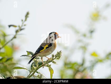 Goldfinch, Carduelis carduelis, adulte unique, perchée dans le Bush, Worcestershire, Royaume-Uni. Banque D'Images