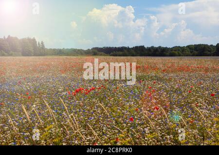 champ de coquelicots rouges avec lumière du soleil. Champ de blé doré avec fleurs de coquelicots rouges. Banque D'Images