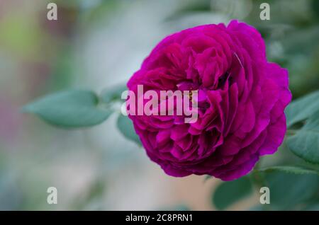 Rose pourpre sur la branche dans le jardin. Gros plan sur le jardin rose Munstead Wood. Banque D'Images