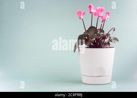 Le cyclamen fleurit dans un pot blanc sur fond gris-vert Banque D'Images