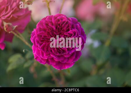 Rose pourpre sur la branche dans le jardin. Gros plan sur le jardin rose Munstead Wood. Banque D'Images