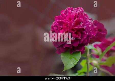 Rose pourpre sur la branche dans le jardin. Gros plan sur le jardin rose Munstead Wood. Banque D'Images