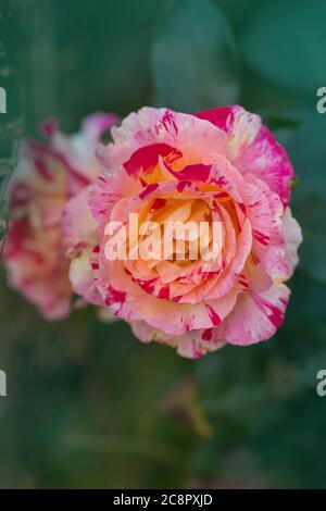 Les roses Camille Pissarro poussent dans le jardin Banque D'Images