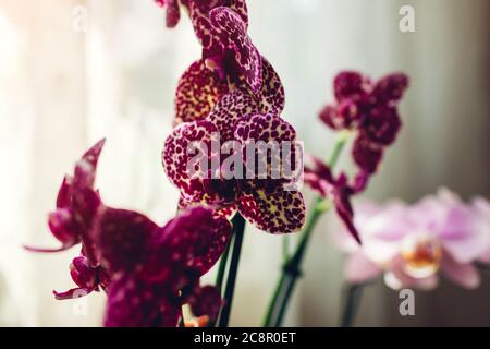 Phalaenopsis d'orchidée sauvage de chat. Soins des plantes à domicile. Gros plan de fleurs violettes avec ornements à pois Banque D'Images