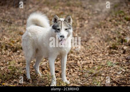 Portrait du magnifique chien Husky sibérien debout dans la forêt d'automne lumineuse et enchanteresse Banque D'Images