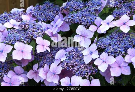 Hydrangea macrophylla 'Blue Wave', Hydrangea mariesii 'Perfecta', hortensia, détail, gros plan Banque D'Images