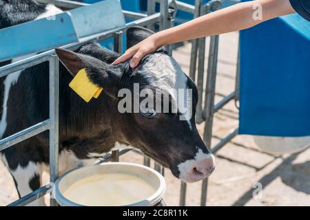 La main de l'enfant touche une jeune tête de veau mignonne à la ferme laitière. Banque D'Images