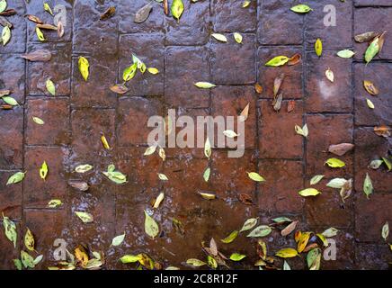 chaussée en béton estampé, revêtement extérieur en ciment imperméable eau humide ardoise motif de carreaux de pierre, revêtement extérieur en ciment décoratif Banque D'Images