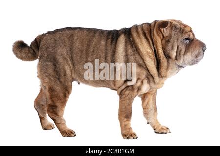 Old Shar-Pei (12 ans) isolé sur fond blanc Banque D'Images