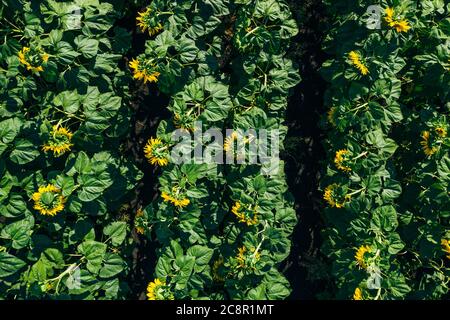 Champ de tournesol, vue aérienne du dessus du drone, gros plan. Rangées de tournesols fleuris. Banque D'Images