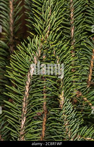 Feuilles de l'épinette de Norvège (Picea abies 'Monstrosa pendula') Banque D'Images